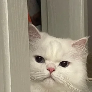 🫤