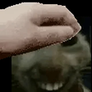 🐱