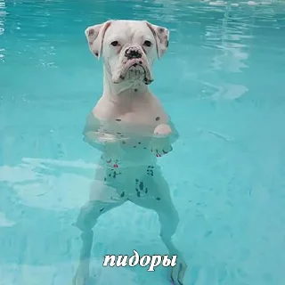 🐶