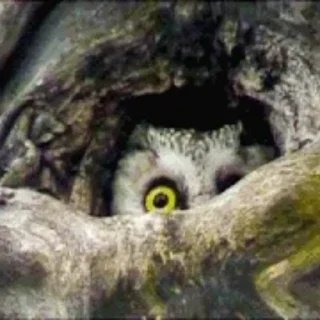 🦉