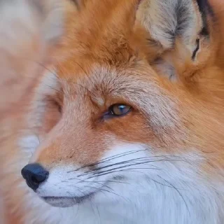 🤩