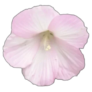🌸
