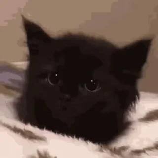 👂