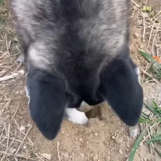 🐩