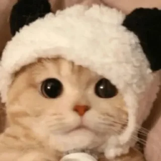 😼