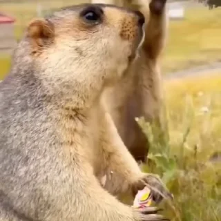 🦫