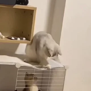 🐈