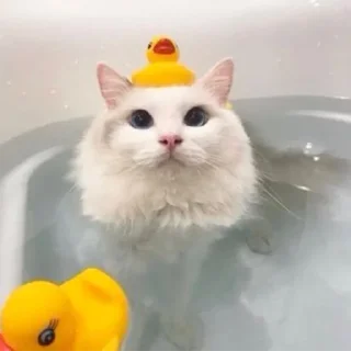 🐥