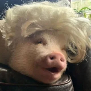 🤪