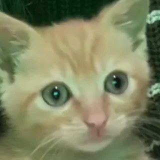 🐈