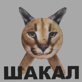 🐺