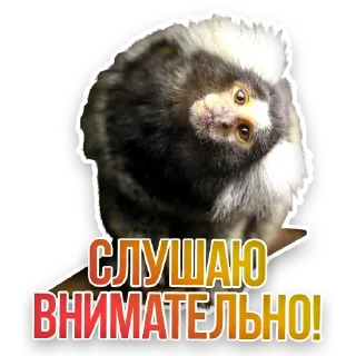 🙉