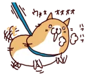 🐶
