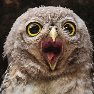 😱