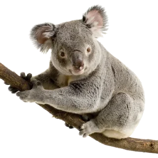 🐨