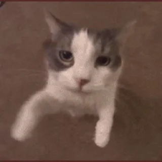 🐱