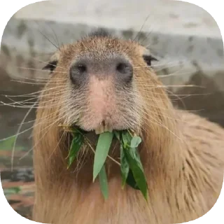 🌿