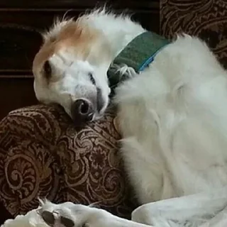 😴