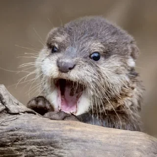 😵