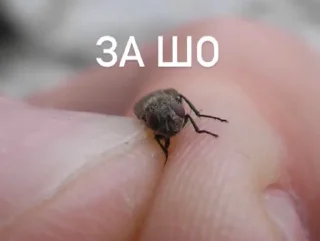 🐜