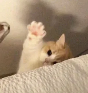 🐱