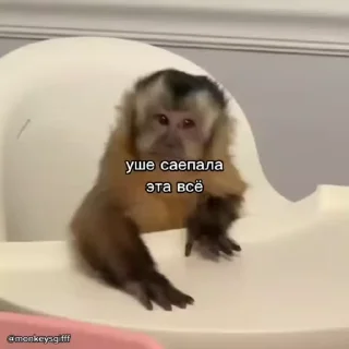🐵