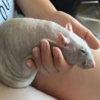 🍆