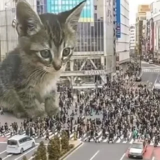 🐱