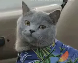 🐾