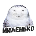 Жиза сов @lennysticker