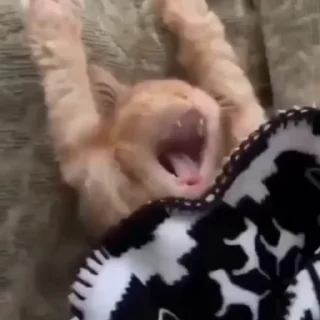 🐈