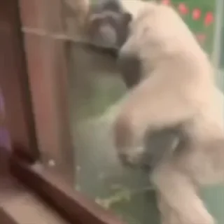 Да кто такой этот @kynik?
