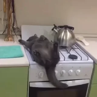 🐈‍⬛️