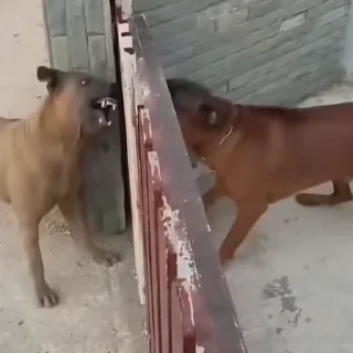 😡