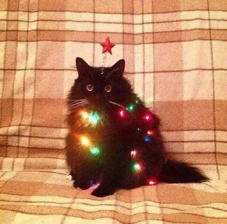 Котявы :: @fStikBot