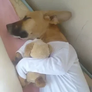 🐶
