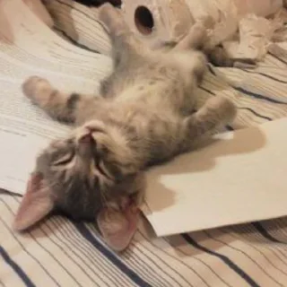 🐱