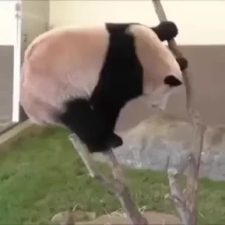 🐼