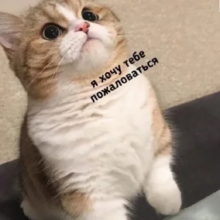 😪