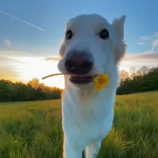 🌼