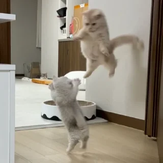 😾