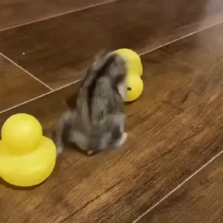 🐭