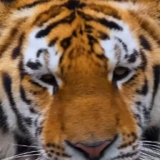 🤩