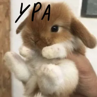 🐰