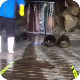 🤩