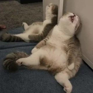 😴