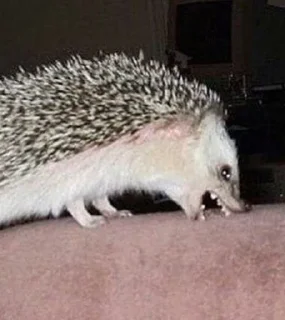 💀