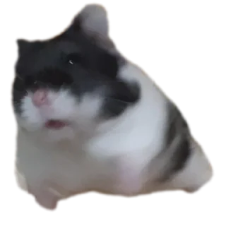 🐶