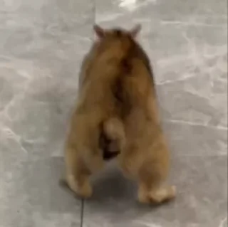 🏃‍♀️