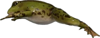 🎣